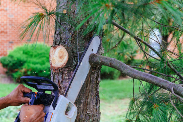 Why Choose Our Tree Removal Services in Craigsville, WV?